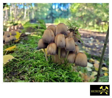 Glimmer-Tintling Coprinus micaceus - Oberkotzau bei Hof, Oberfranken, Bayern 4. Oktober 2022 (2).JPG